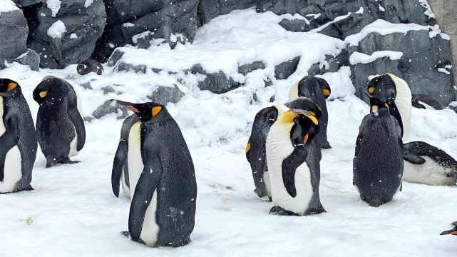 Asahikawa Zoo Day Tour