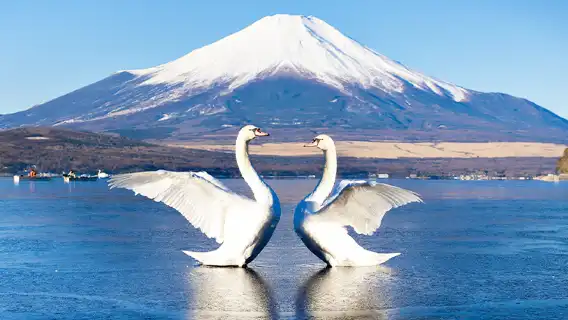 9人小團・富士雙湖Kaba Bus 山中湖 水陸兩用巴士一日遊丨可選飯店接駁+中文服務