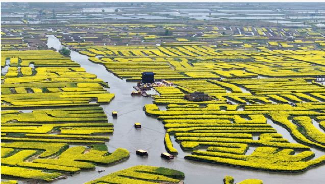 Lawatan sehari Xinghua ladang bunga rapeseed termasuk pelayaran + hutan air Lizhong termasuk rakit buluh berlepas setiap hari