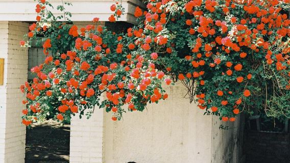 澎湖Tripメモリー【ウェディングフォトグラファー貸切チャーターガイド同行撮影ドローン撮影ショートムービー+衣装メイク空港出迎え空港へのお見送りホテル】