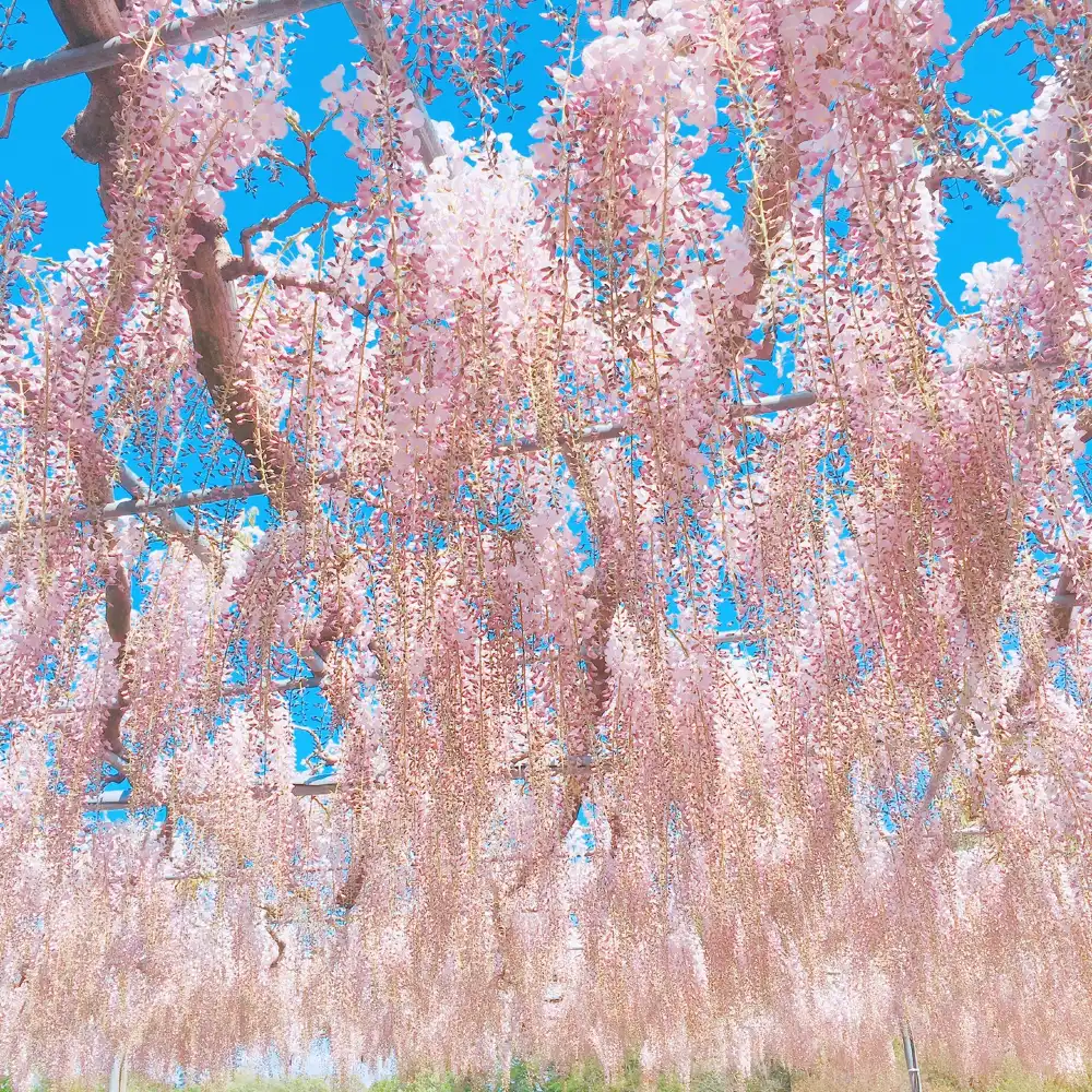 2026 Wisteria Story - Ashikaga Flower Park + Ibaraki Nemophila