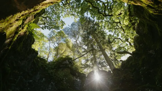 Quinta da Regaleira: Skip The Line Ticket + Guided Tour