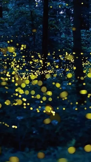 Loay Firefly Watching Special Tour in Bohol Island, Philippines