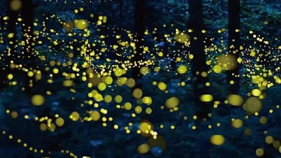 Loay Firefly Watching Special Tour in Bohol Island, Philippines