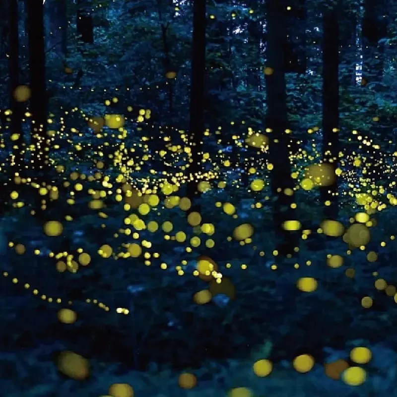 Loay Firefly Watching Special Tour in Bohol Island, Philippines