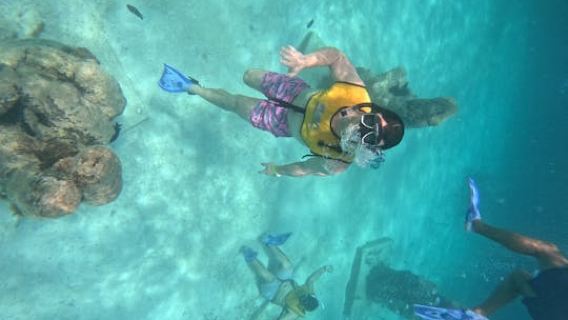 Cancun snorkelling experience with turtles, reef and shipwreck