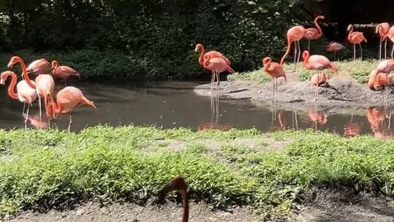 紐約日遊
