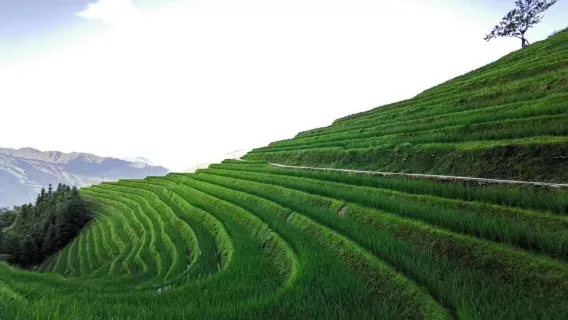 Guilin: Day tour of Longji Rice Terraces and Tea Plantation