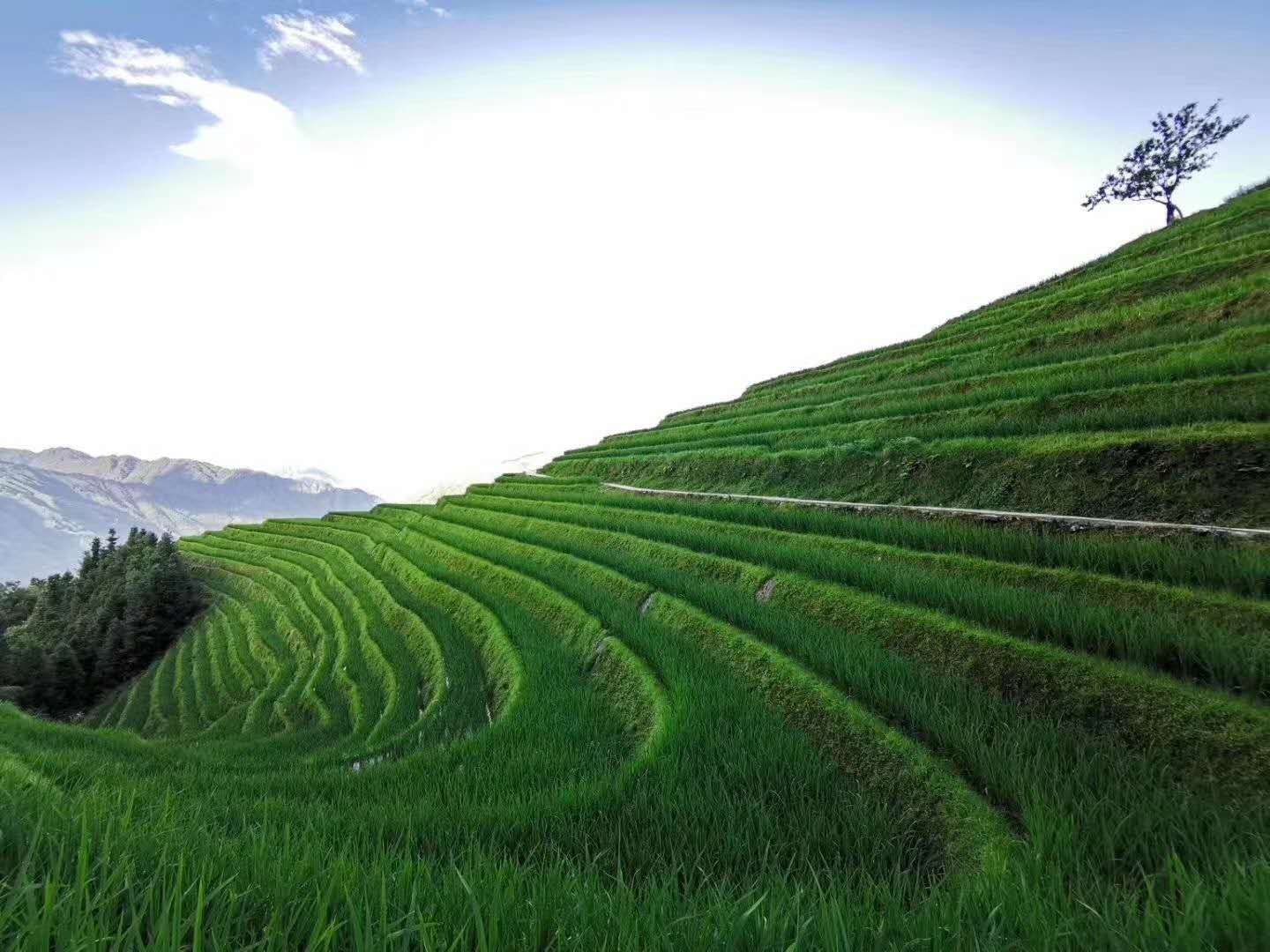 Guilin: Day tour of Longji Rice Terraces and Tea Plantation