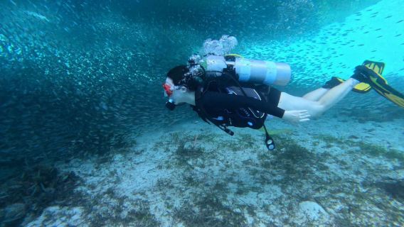 Experience diving in Bohol, Philippines Scuba diving/ Free diving/snorkeling 3 hours [Sardine Storm (Hotel pick-up|Daily group tours|No need to get up early)