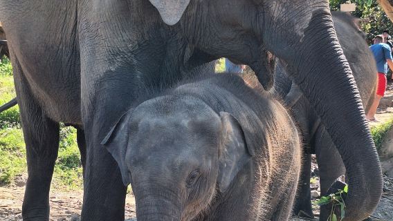 LG Elephant Camp Chiang Mai | Living Green | Elephant Conservation | Depart from Chiang Mai
