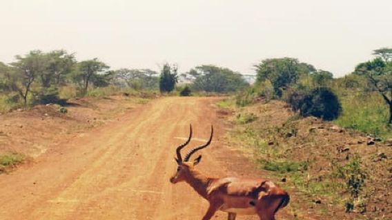 Nairobi National Park: Half or Full-Day Private Layover Tour