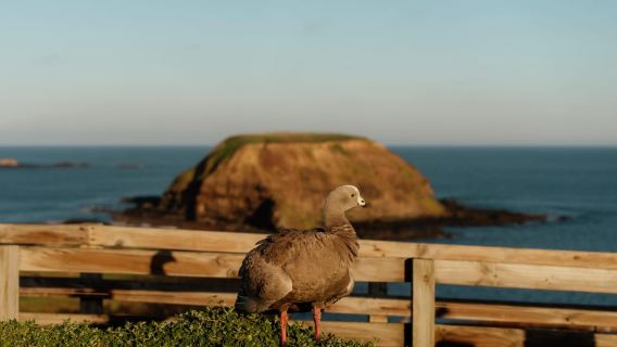Melbourne: Penguin Parade , Koala & Brighton Bathing Boxes
