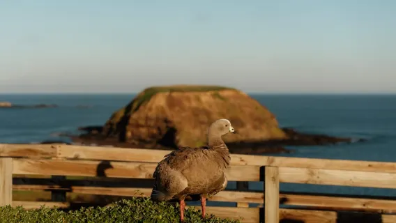 Melbourne: Penguin Parade , Koala & Brighton Bathing Boxes