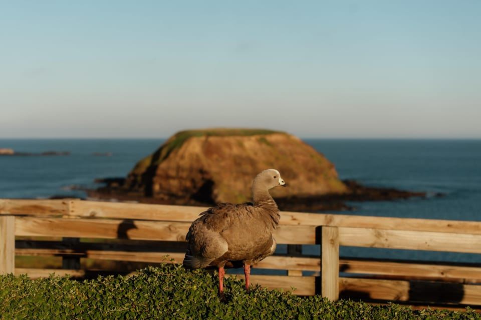 Melbourne: Penguin Parade , Koala & Brighton Bathing Boxes