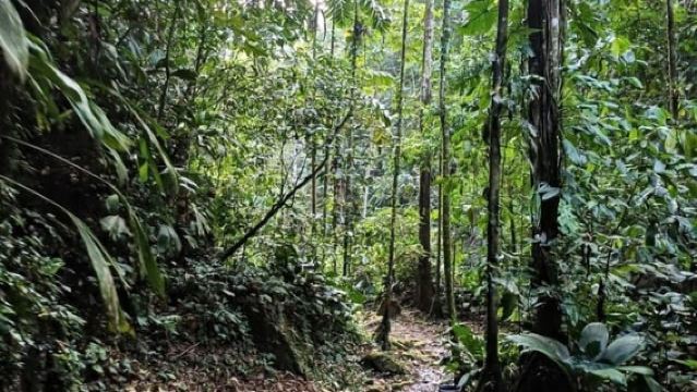 Tarapoto: Huacamaillo Waterfall Eco Jungle