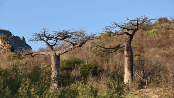 Antsiranana: Day tour in Amber Mountain