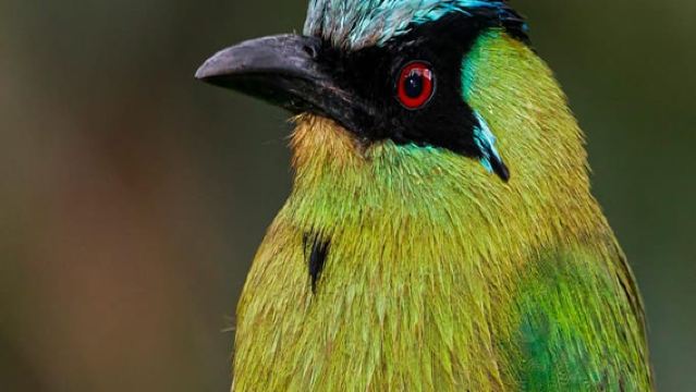 Farallones de Cali: Pendakian Setengah Hari di Pance dan Sungai