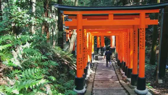Kyoto morning private guided tour: Avoid the crowds and enjoy a peaceful visit to Fushimi Inari, Nijō Castle, and Kinkaku-ji
