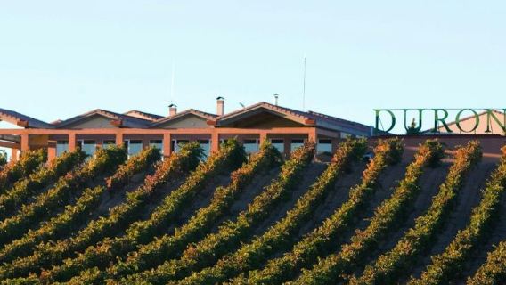 Visit with Wine, Appetizer and Tasting Menu Option in Ribera del Duero