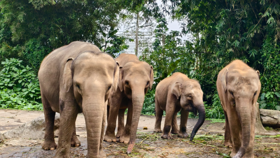 【中文司機包車遊】印尼雅加達+茂物野生動物園+植物園一日遊
