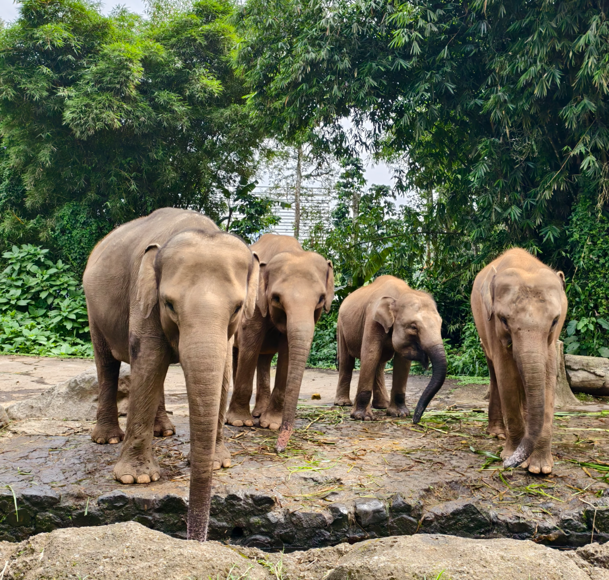 【中文司機包車遊】印尼雅加達+茂物野生動物園/植物園一日遊