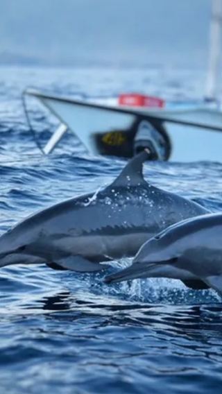 Bali Lovina Dolphin Watching Day Trip [Optional: Group Tour/Private Boat (Late Arrival)/Snorkeling/Deep Fishing]