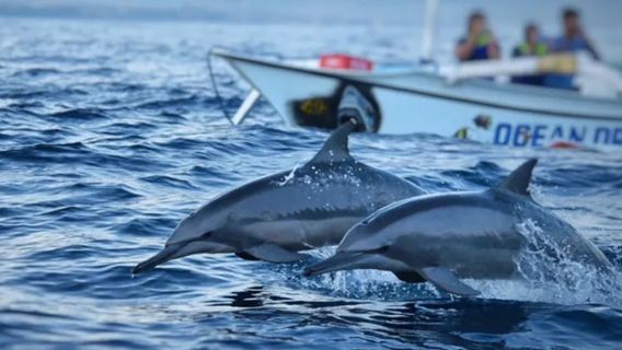 Excursión de un día para avistar delfines en Lovina, Bali [Salida tardía/Alquiler de barco/Snorkel/Rafting/ATV]