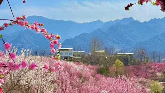 子午梅苑+寧陝老街+【城隍廟/石泉漢江三峽】一日遊