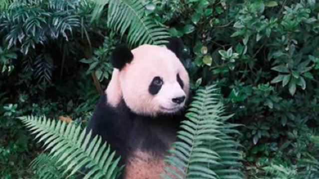 Penjelasan tempat wisata di Chengdu Research Base of Giant Panda Breeding [Tur privat 1-on-1 | Pilihan tingkat pemula, menengah, dan lanjutan]