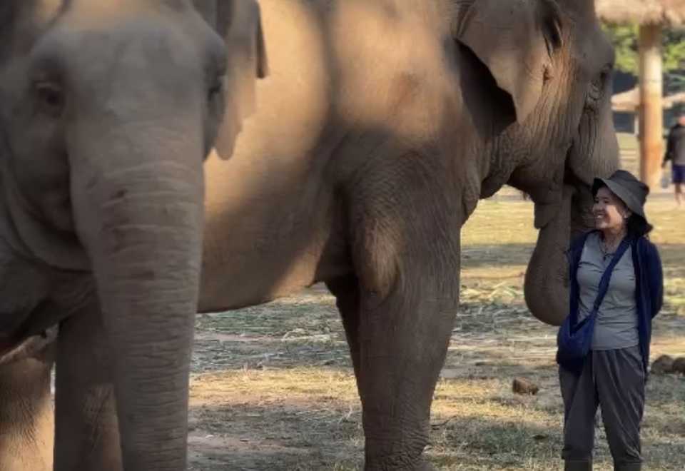 Half Day Afternoon Visit to Elephant Nature Park Sanctuary