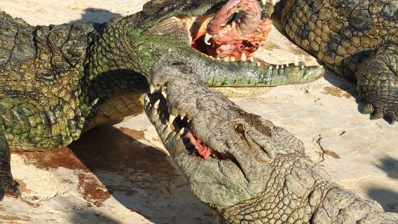 Djerba Explore: Crocodile Park, Museum & Traditional Village Tour