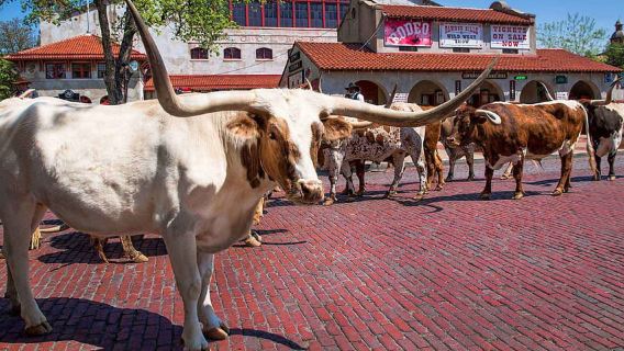 Fort Worth Guided Day Tour From Dallas or Fort Worth