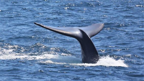 San Diego: Whale Watching & Dolphin Cruise
