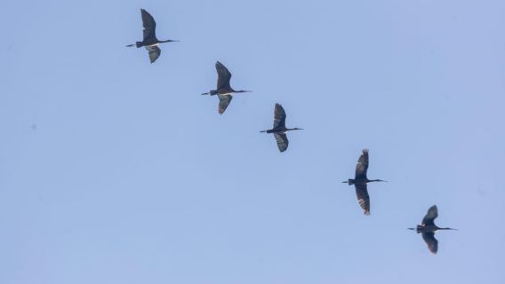Birdwatching Boat Tour in the Tagus Estuary
