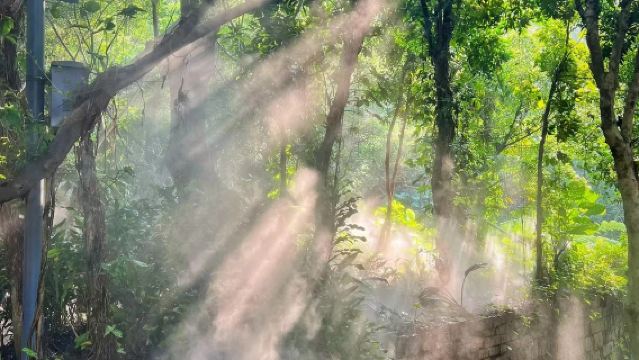 【可選帆船|含午餐】廈門大學入校+園林植物園+南普陀寺一日遊