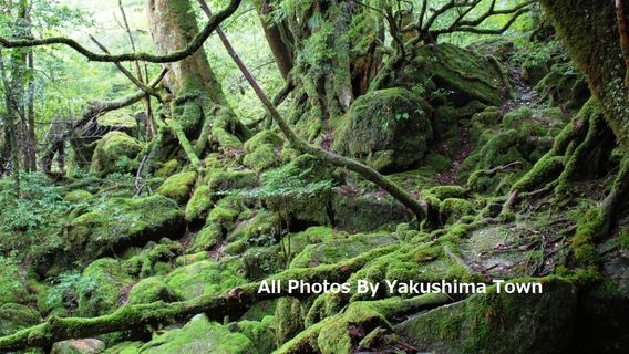 YakushimaTours