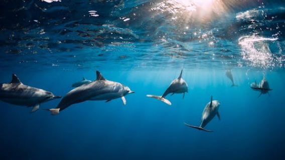 Mauritius dolphin watching, crater and temple tour