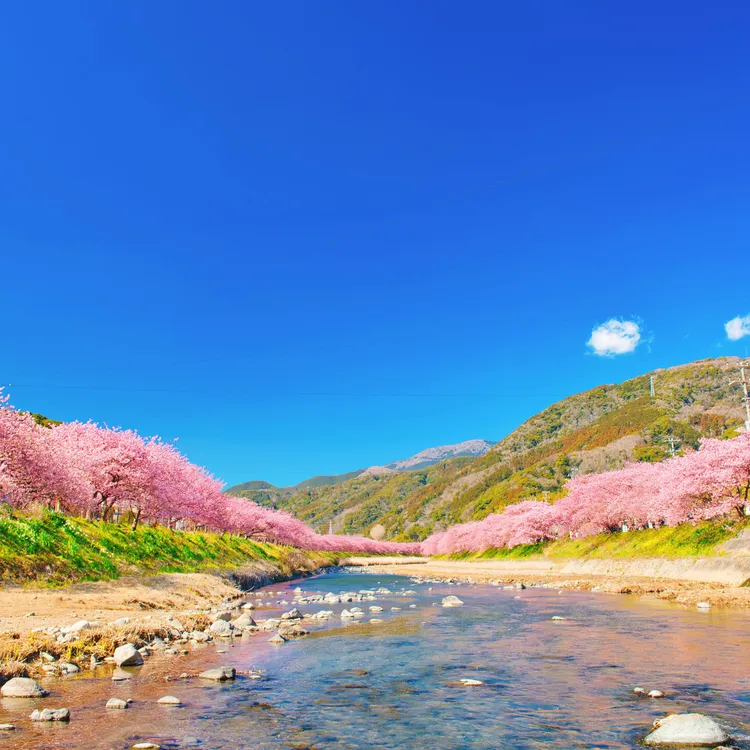 Cherry Blossom Special] 1-Day Tour to Jogasaki Coast + Sakura-no