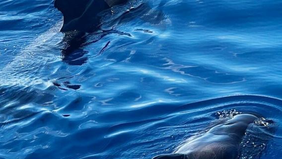 Los Cristianos: Viking Tenerife Ragnarok Cruise