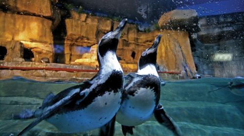 Dubai Attraction: Dubai Aquarium & Underwater Zoo Day Tours 1