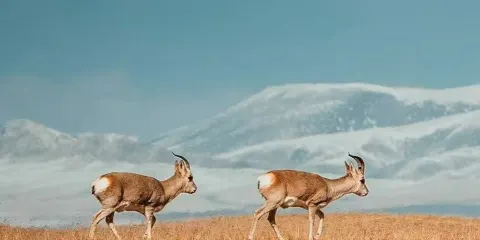 中國青海-可可西里一日遊【穿越崑崙山,探秘無人區v】
