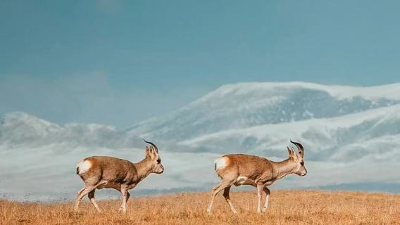中國青海-可可西里一日遊【穿越崑崙山，探秘無人區v】