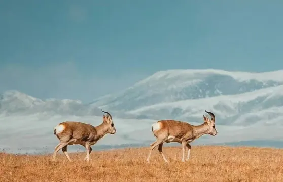 中國青海-可可西里一日遊【穿越崑崙山，探秘無人區v】