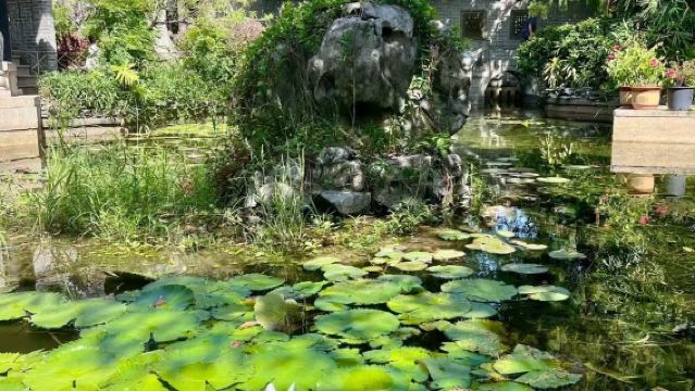 私人導覽+佛山祖廟醒獅+順德清暉園博物館+逢簡水鄉一日遊+上門接駁