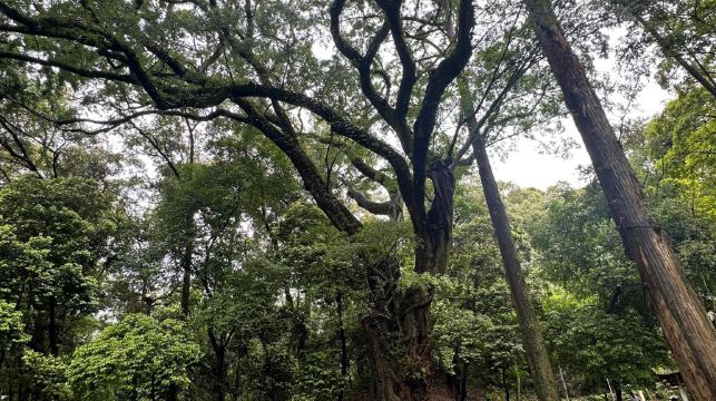 廣東韶關丹霞山+長老峰+陰元石一日遊-可中英文服務