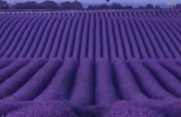 阿維尼翁+瓦朗索勒薰衣草+陶瓷小鎮+聖十字湖邂逅普羅旺斯秘境