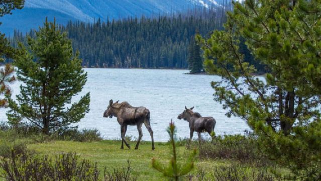Jasper: Recorrido por la vida silvestre y las cascadas con caminata por la orilla del lago