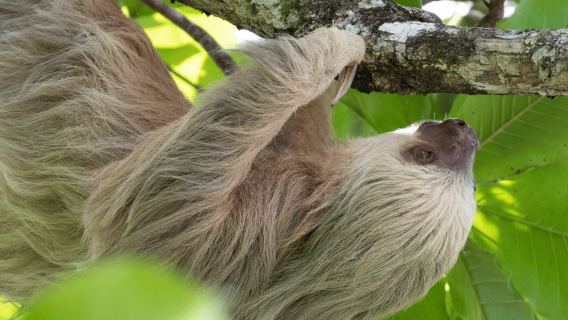 Depuis San José : Journée complète au parc national Manuel Antonio