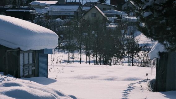 日本北海道旭川美瑛｜白鬚瀑布｜孤獨聖誕樹｜札幌來回｜中文專車